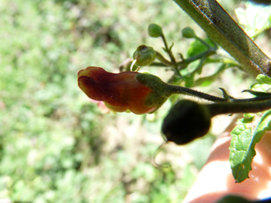 Petites fleurs d'un cm, brun-rougeâtres relativement éparses. Agrandir dans une nouvelle fenêtre (ou onglet)